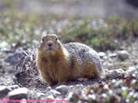 sic-sic (arctic ground squirrel)