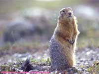 sic-sic (arctic ground squirrel)