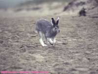 arctic hare