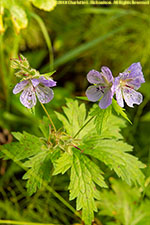 wild geranium