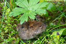 vole