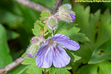 wild geranium