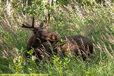 young bull moose