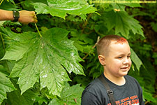 Noah and big leaf