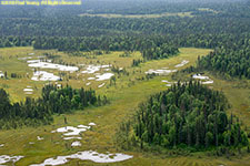 wet meadow