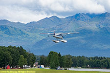 Beaver climbing out