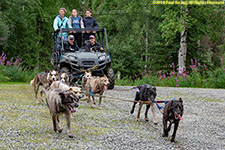 dogs pullinh ATV