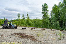 dogs pulling ATV