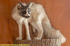 piebald fox