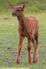 elk fawn