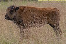 wood bison calf