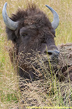 wood bison closeup