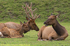 elk family