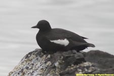 pigeon guillemot