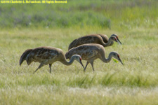 sandhill cranes