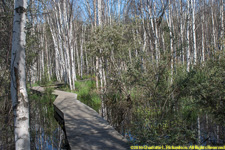 boreal forest