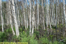 birch forest