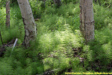 horsetails