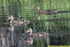 ducklings