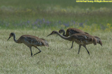 sandhill cranes