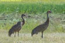 sandhill cranes