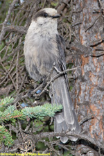 grey jay