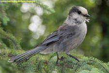 grey jay