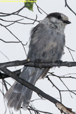 grey jay