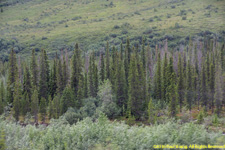 spruce trees