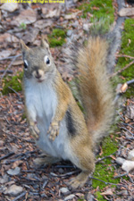 squirrel