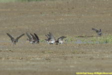 swallows