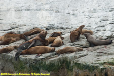 Stellar sea lions