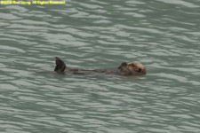 sea otter