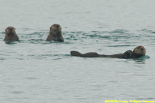 raft of sea otters