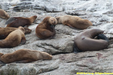 Stellar sea lions