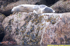 harbor seals