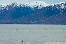 kite surfer on Turnagain Arm