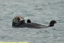 Kenai sea otters