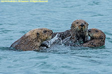 Kenai sea otters