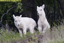 dall sheep lambs
