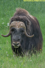 musk ox bull