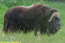 musk ox bull