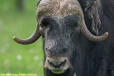 musk ox bull portrait