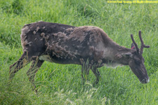 caribou doe