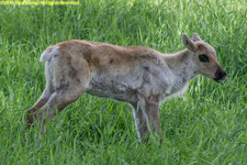 caribou calf
