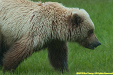 bear closeup