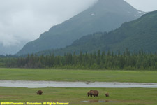 bears in the meadow