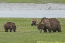 mother bear and cubs