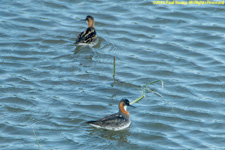 phalaropes