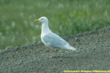 gull